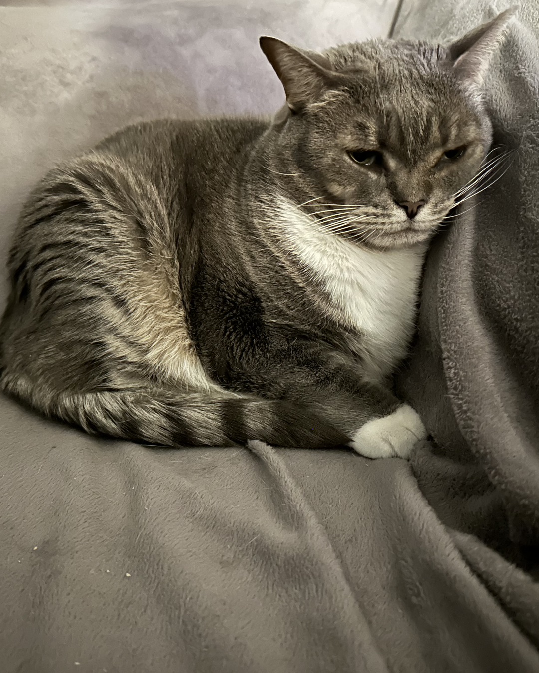 Lilith the Idk. Abyssinian, Cat
