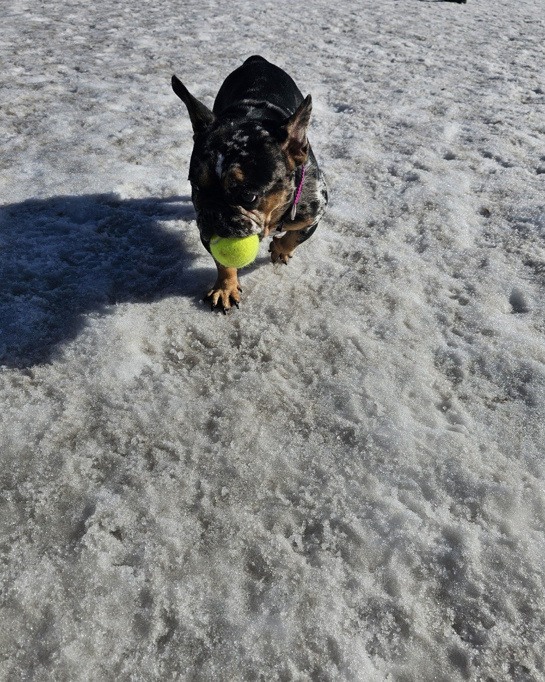 Patty the French bulldog. Ball, Sport, Tennis, Tennis Ball, Dog, Puppy