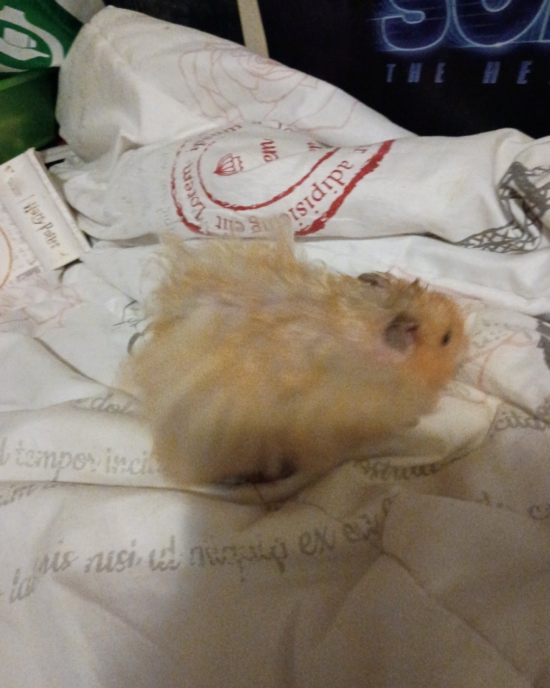 Alex the golden hamster. Rodent, Rat, Hamster