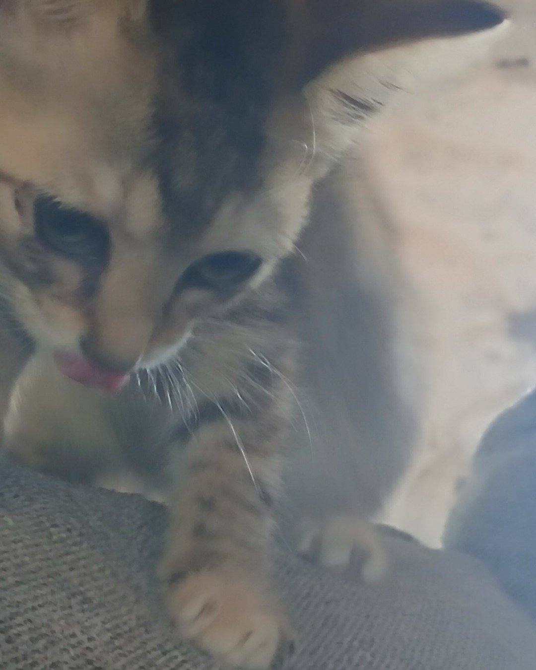 willow the tabby. Cat, Kitten