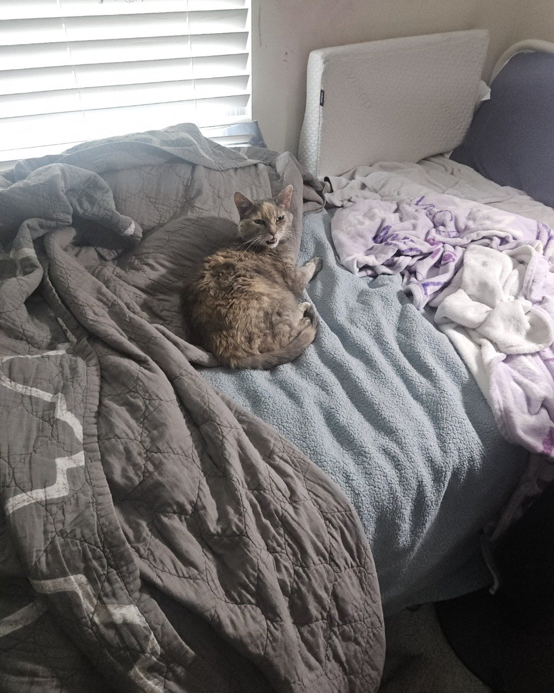 Saorsire the Tortie shell. Blanket, Cat, Furniture, Bed, Home Decor, Linen