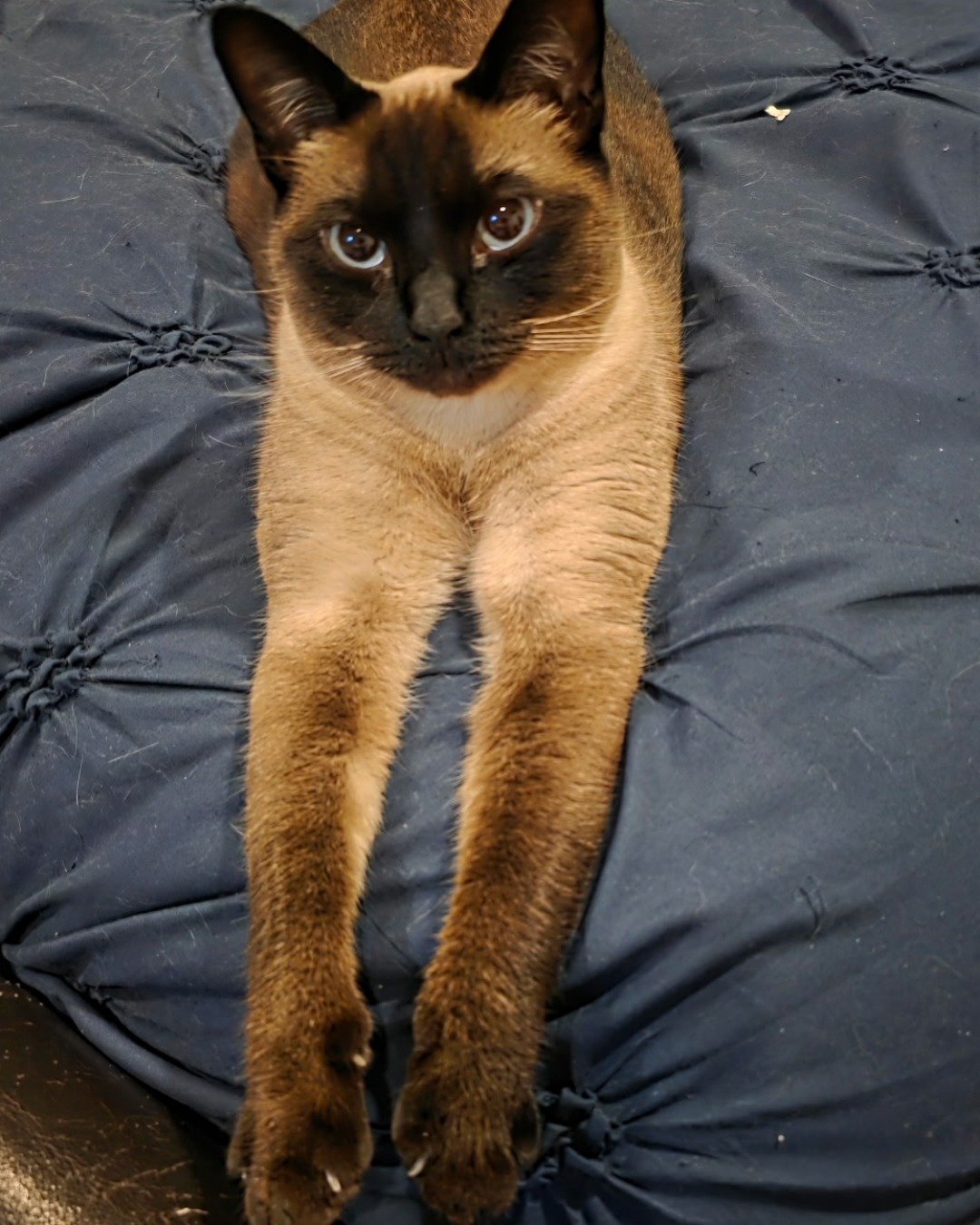Luna🌙💫 (twin of Stella) the Siamese. Cat, Siamese