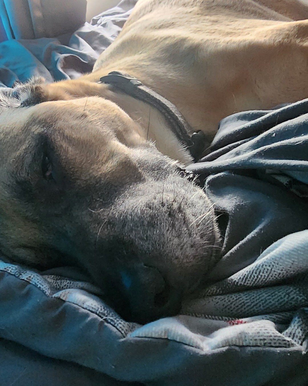 Peterbilt Sarge the Black Mouth Cur. Blanket, Person, Sleeping, Bear