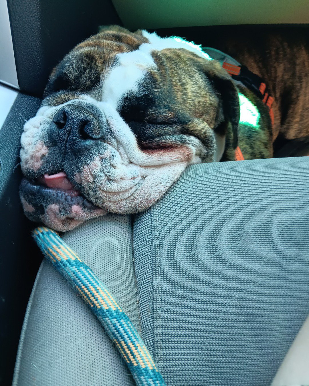 Rufus the English bull dog. Bulldog, Dog, Pitbull, Boxer