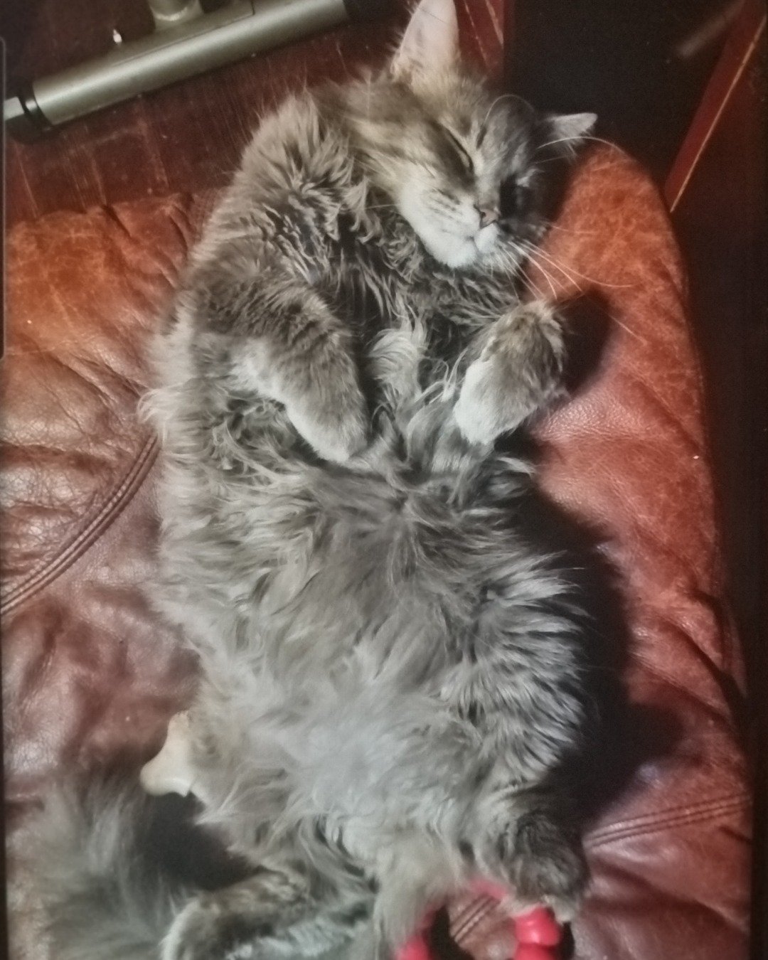 Ozzy. Couch, Furniture, Person, Sleeping, Cushion, Home Decor