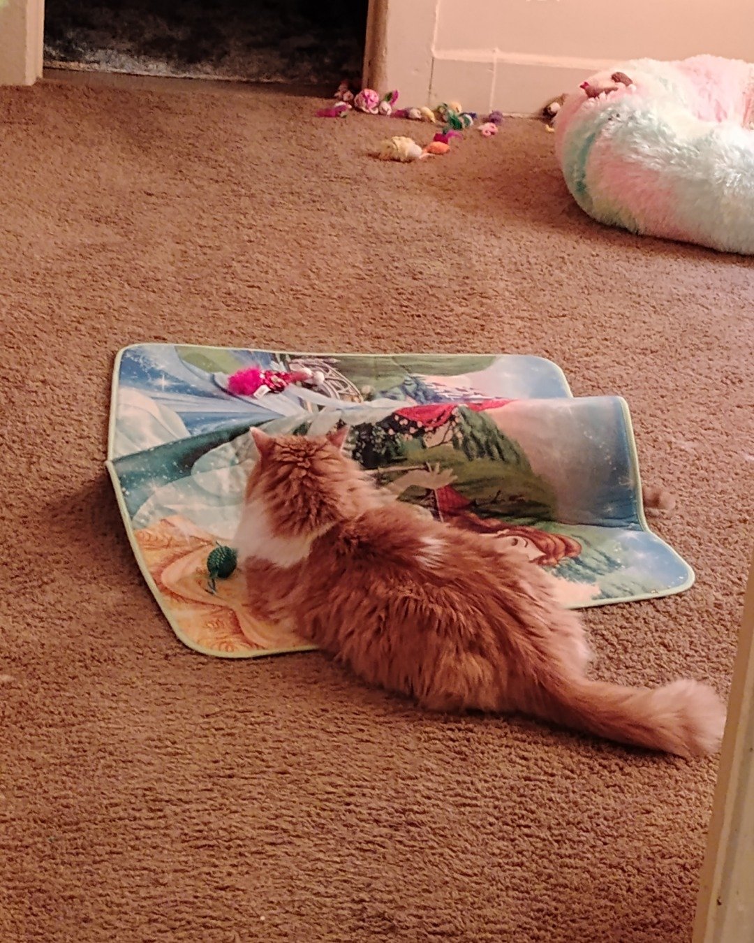 Lucky. Home Decor, Cat, Kitten, Cushion, Floor, Indoors
