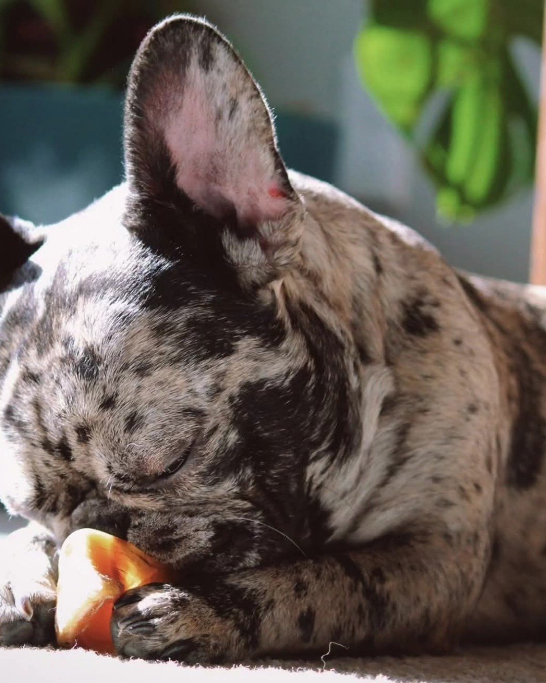 Porkchop the frenchton. Bulldog, Dog, French Bulldog, Puppy, Cat