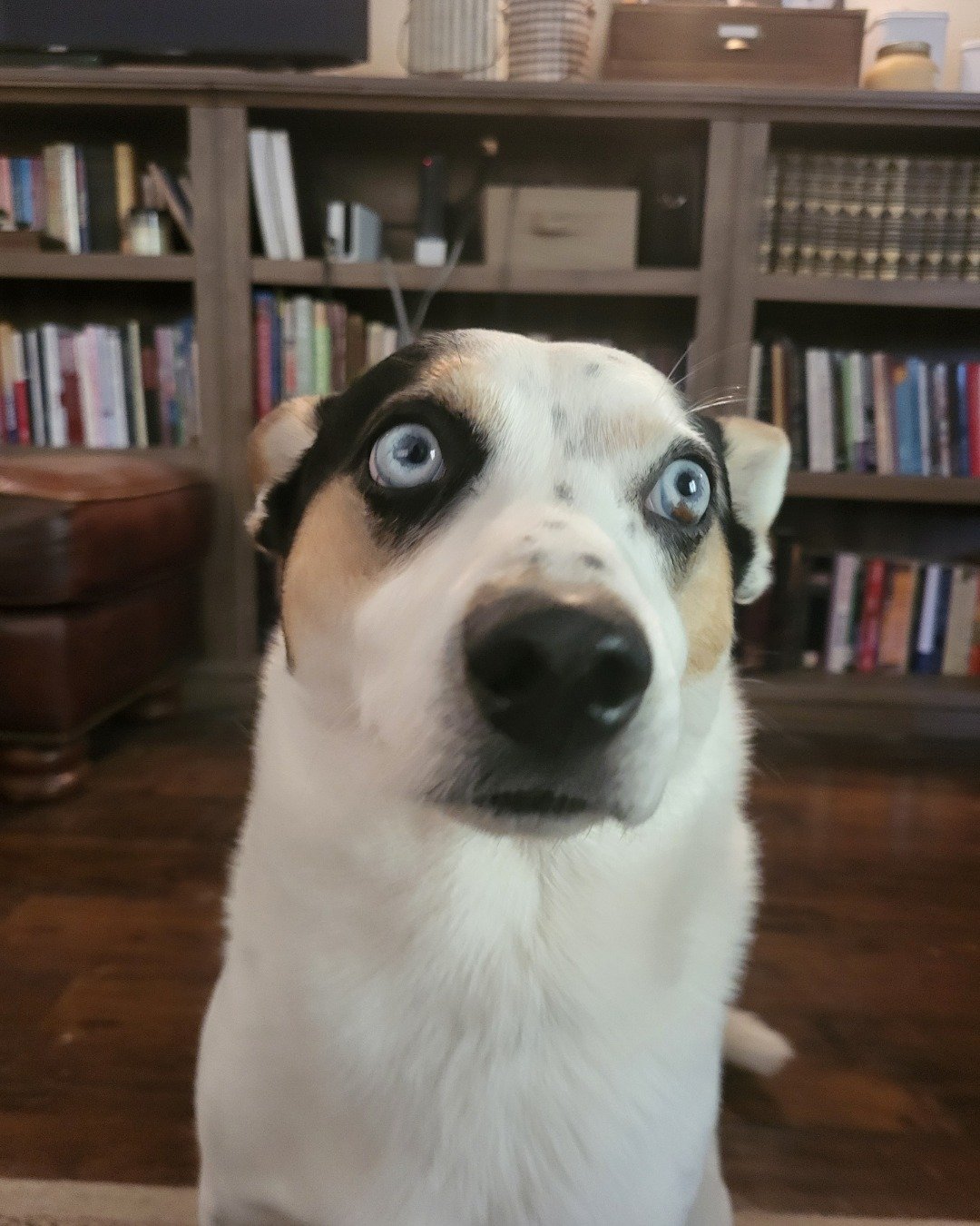 Billy the 1/4 Chihuahua 3/4 Queensland healer. Book, Indoors, Library, Publication, Furniture, Dog