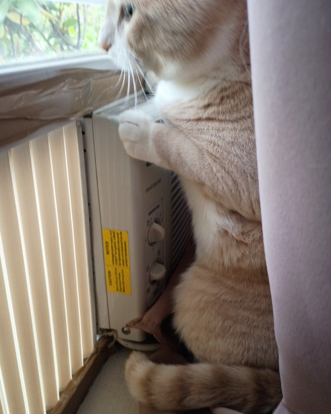 nacho. Device, Cat, Appliance, Electrical Device