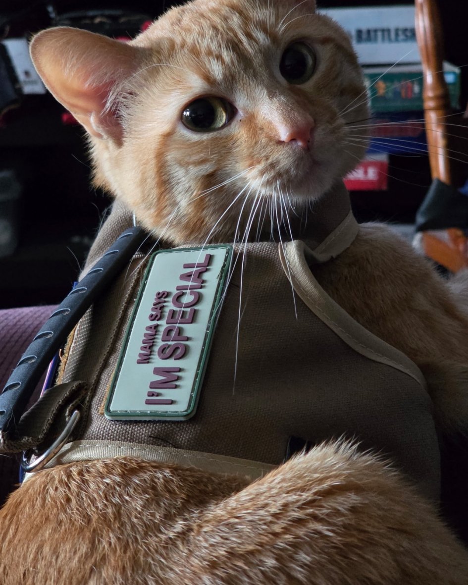 Phenyx the Orange tabby. Cat