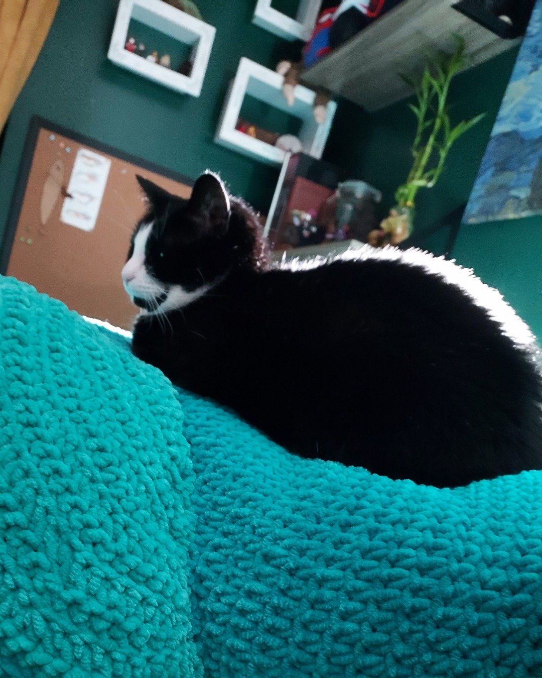 Nico di Angelo. Furniture, Cat, Couch, Plant, Potted Plant, Indoors