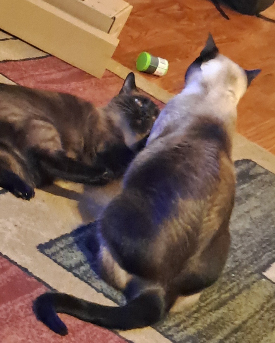 Twin love ❤ (Stella and Luna) the Siamese. Cat, Wood, Floor