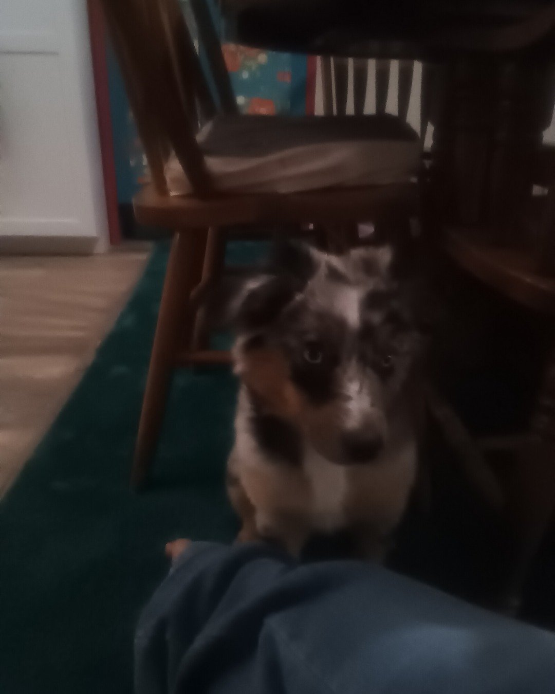 lily and penny the corgi and austrailian shepherd. Dog, Puppy, Furniture, Chair, Wood