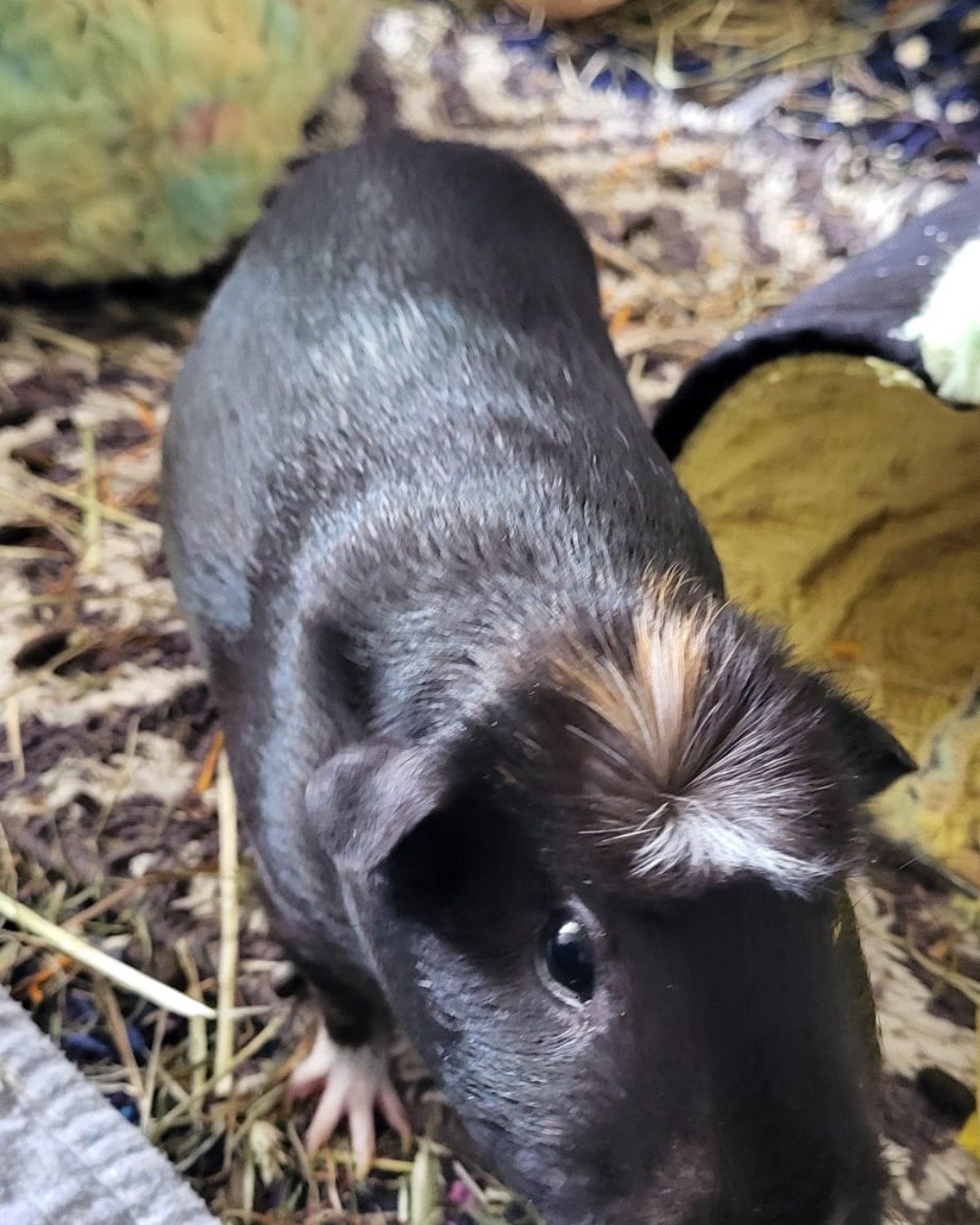 Raven the Guinea pig. Pig, Rodent