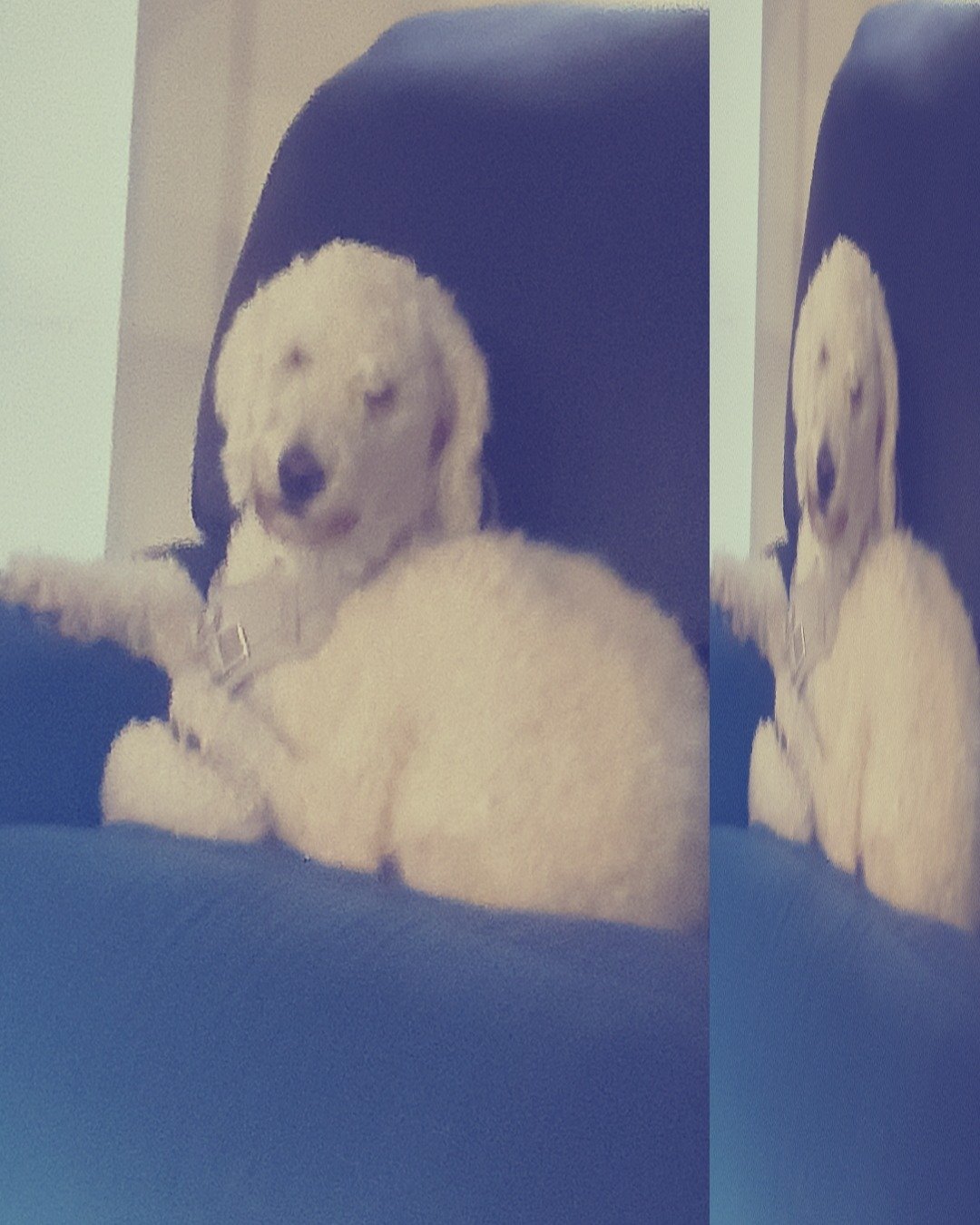 blaire the golden doodle!. Dog, Puppy, Couch, Furniture, Cushion, Home Decor
