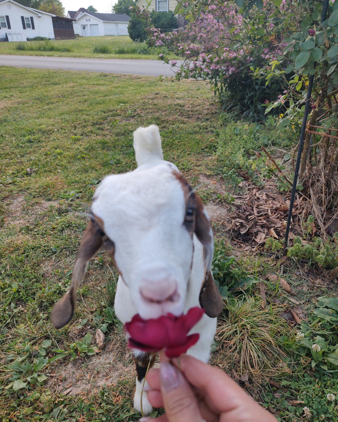 olive the boar goat. Grass, Plant, Livestock, Dog, Person, Goat