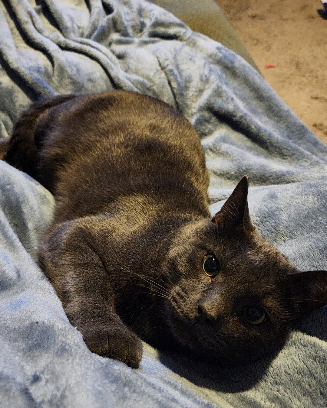 Happy. Blanket, Cat
