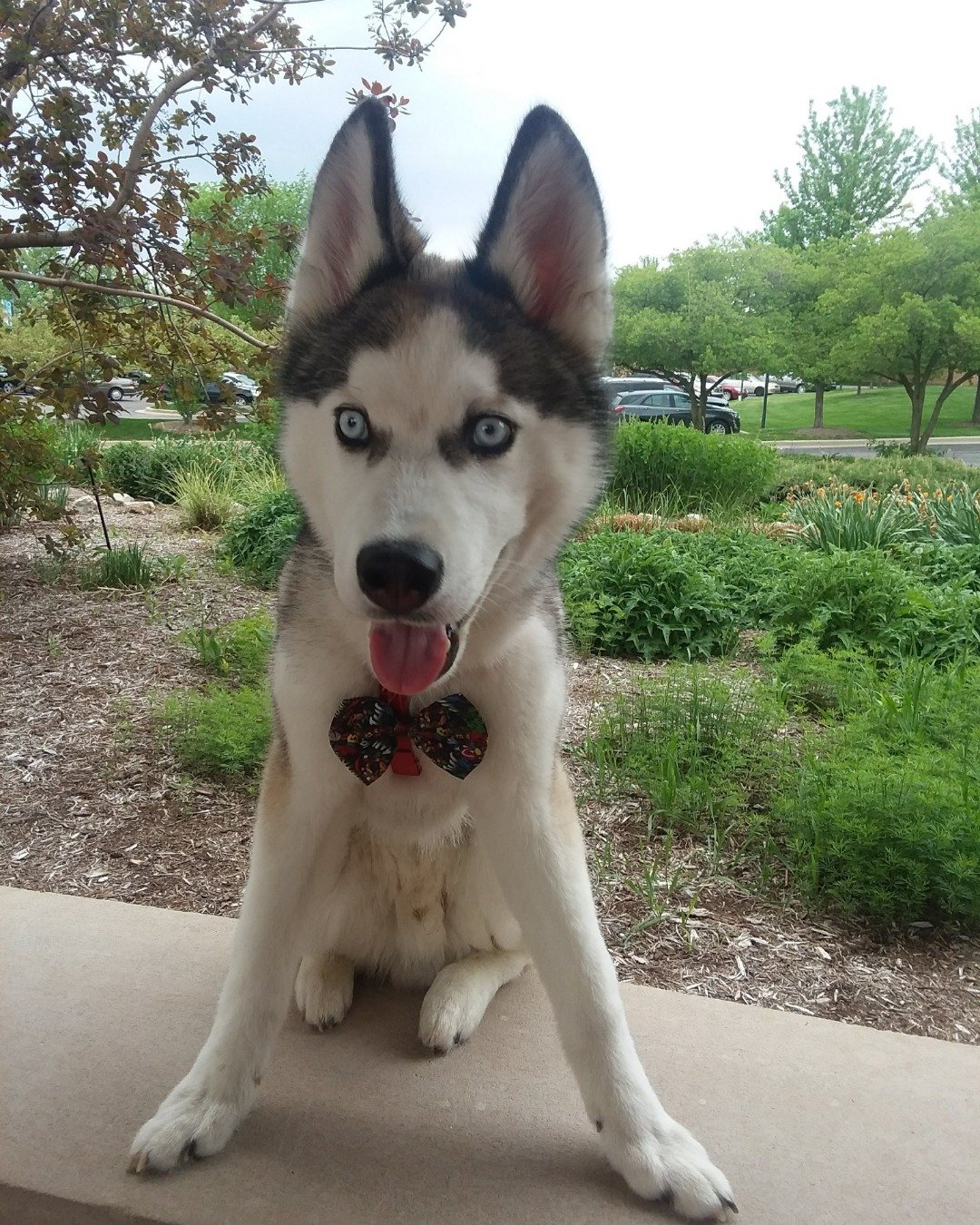 Hemi the Siberian Husky. Dog, Husky, Grass, Plant, Vegetation, Tree