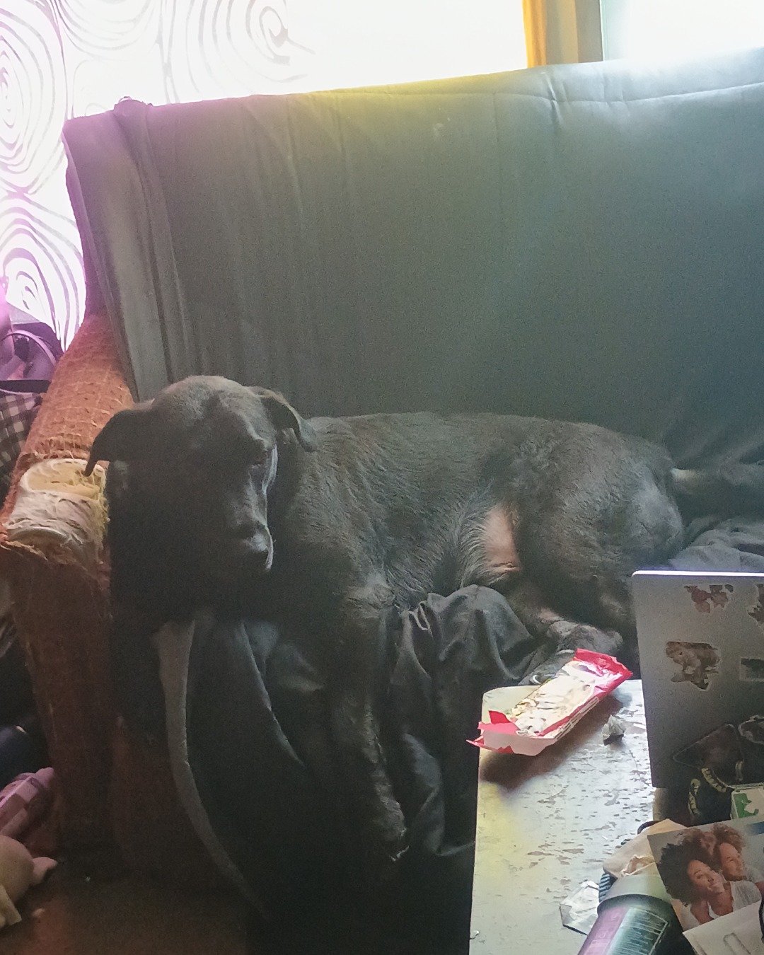 Titan the black Lab German Shepherd mix. Couch, Furniture, Cushion, Home Decor, Architecture, Building