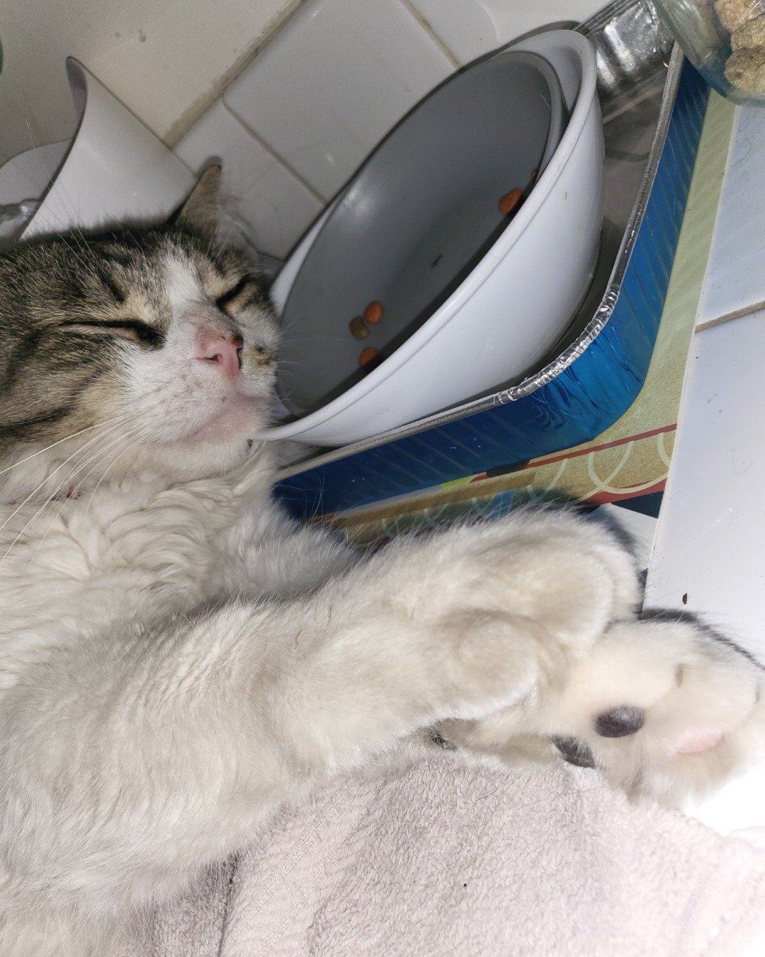 Farley Fart the tabby. Bowl, Cat, Kitten
