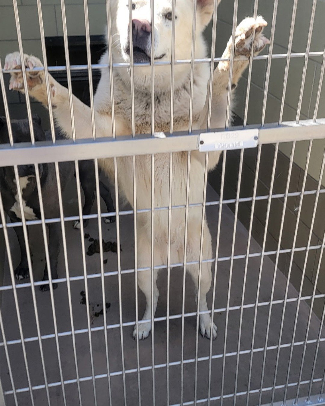Chopper the White Husky and German shepherd mix. Dog, Dog House