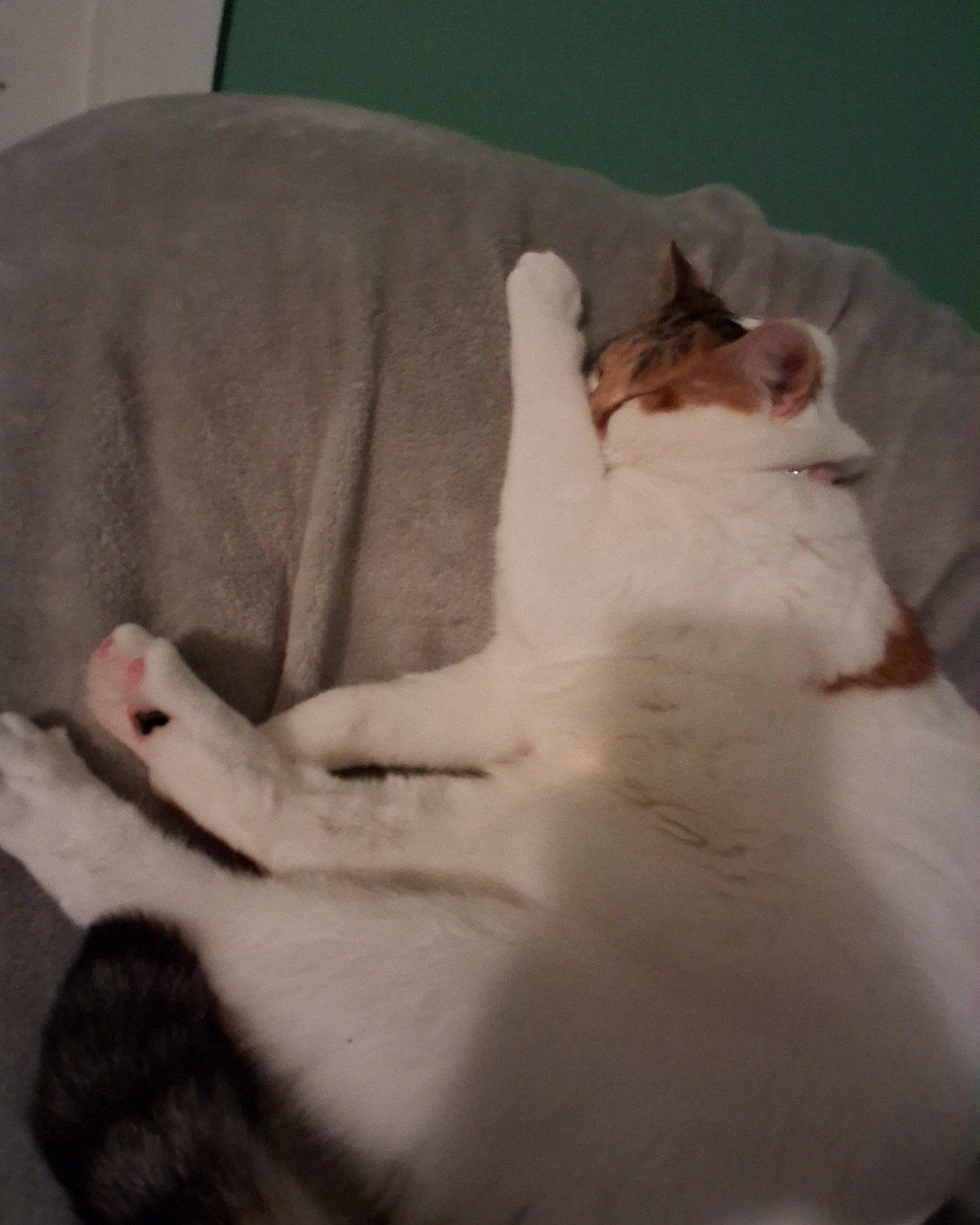 Callie the Calico maincoon. Person, Sleeping, Couch, Furniture, Cat, Kitten