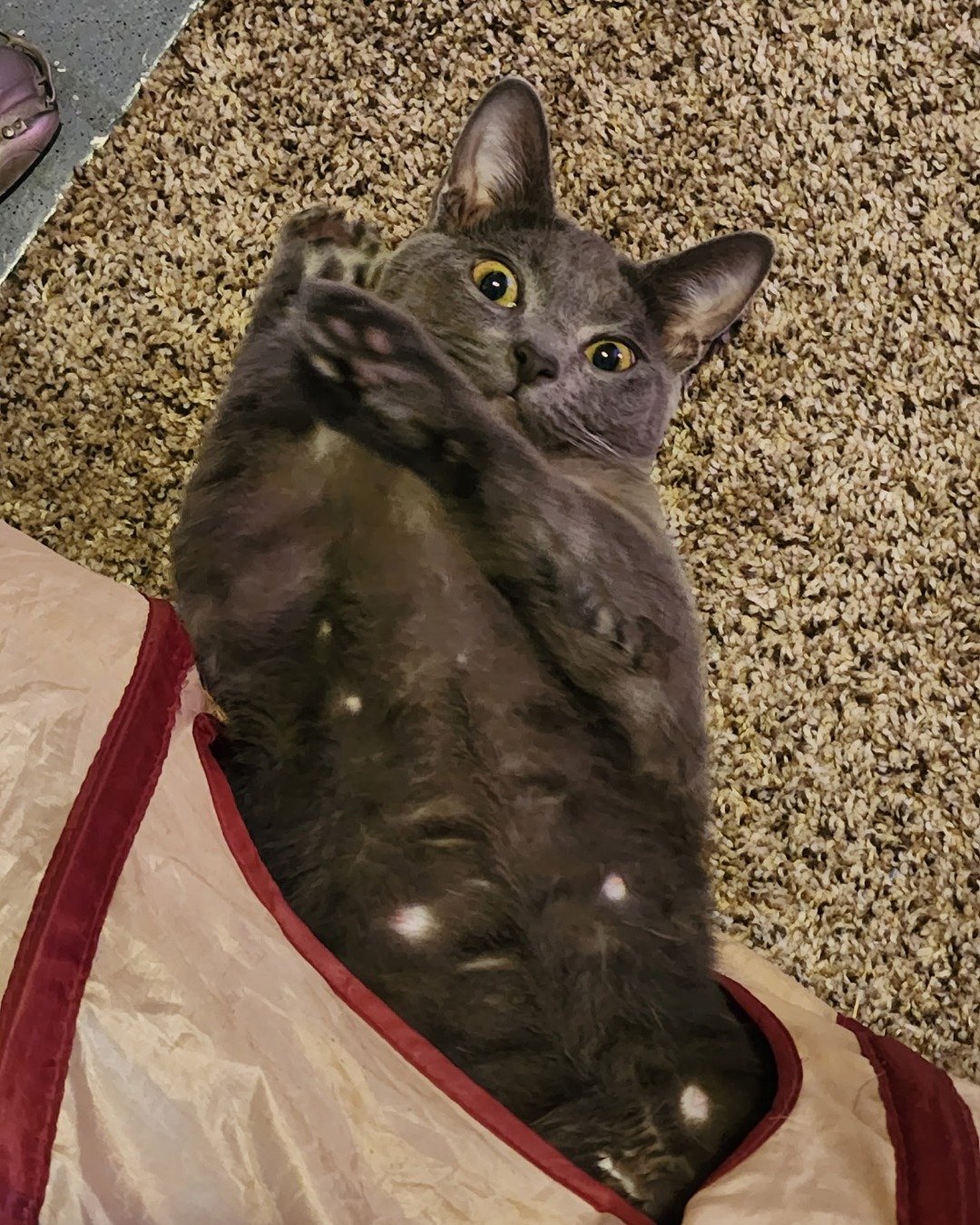 tinkerbell the blue russian. Cat, Abyssinian, Kitten