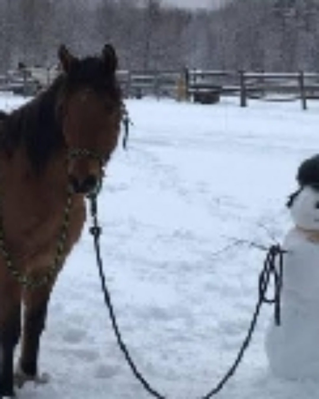 Horsies. Nature, Outdoors, Winter, Dog, Snow, Snowman