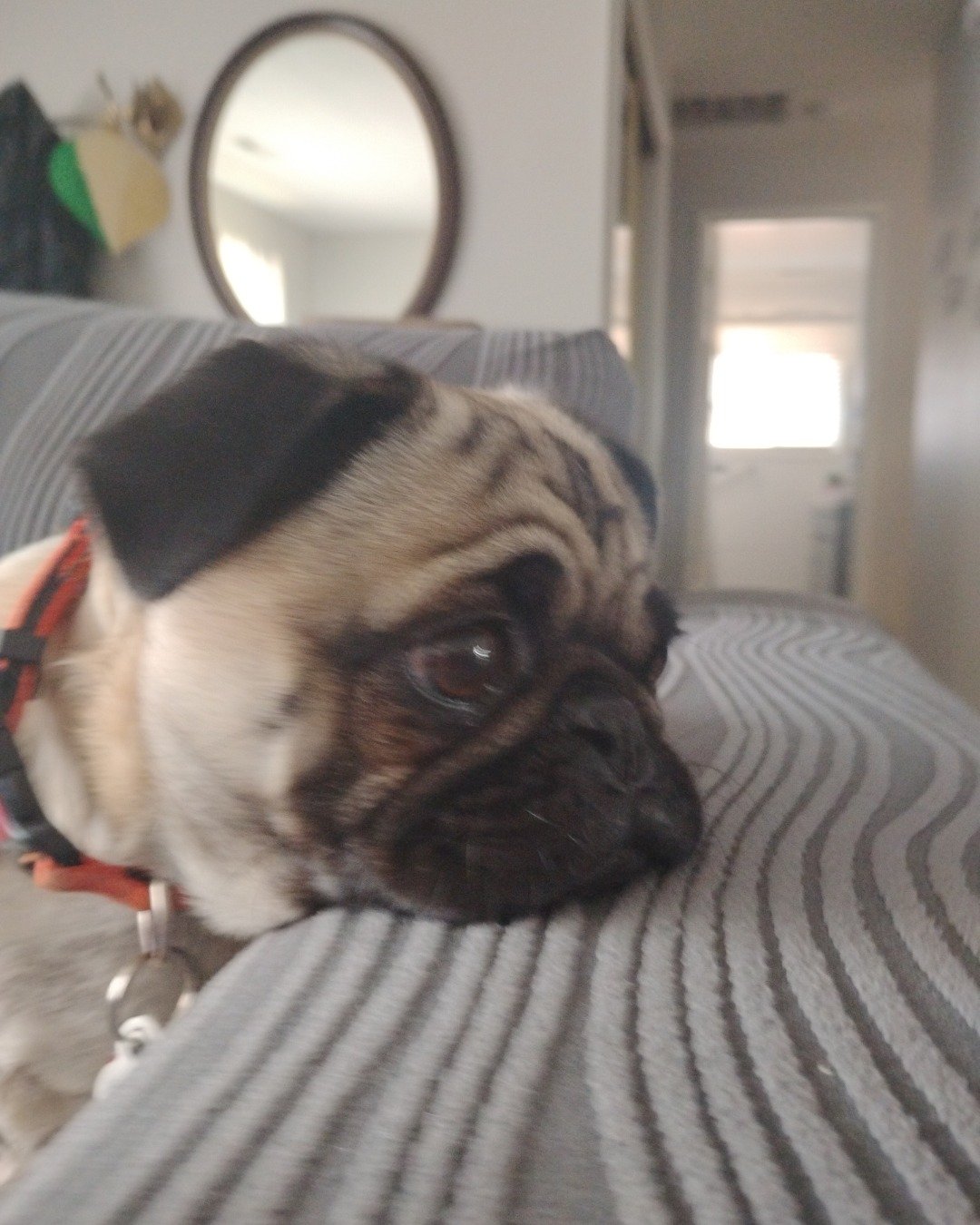 chwy the pug. Dog, Pug