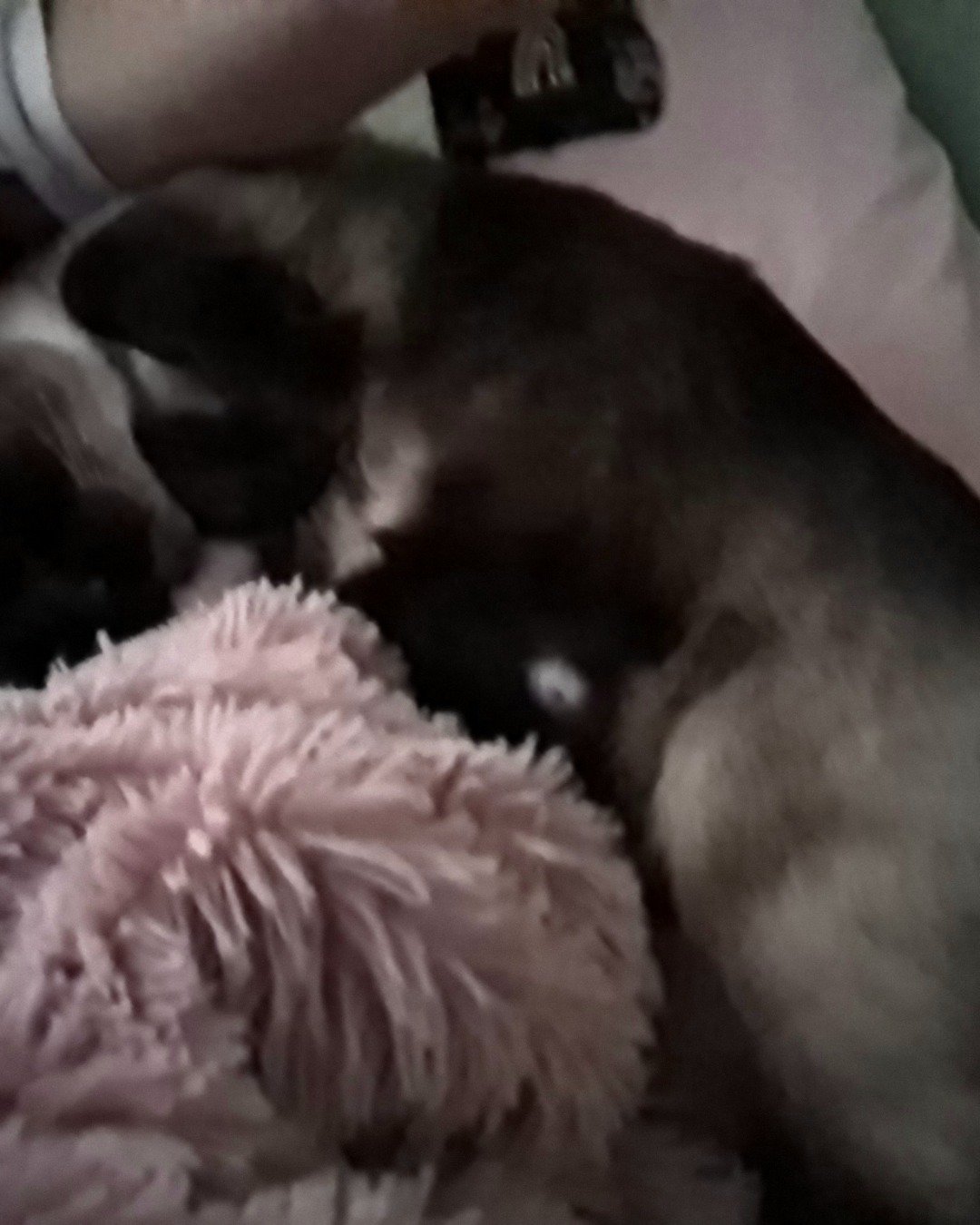 Luna🌙💫 (twin of Stella) the Siamese. Dog, Puppy, Cat
