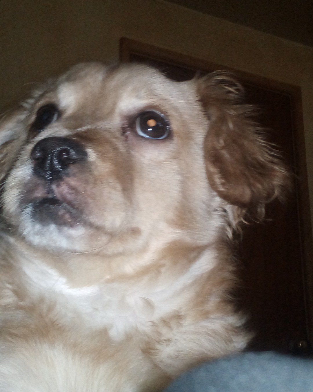 Yuri the PugZu. Dog, Puppy, Cocker Spaniel