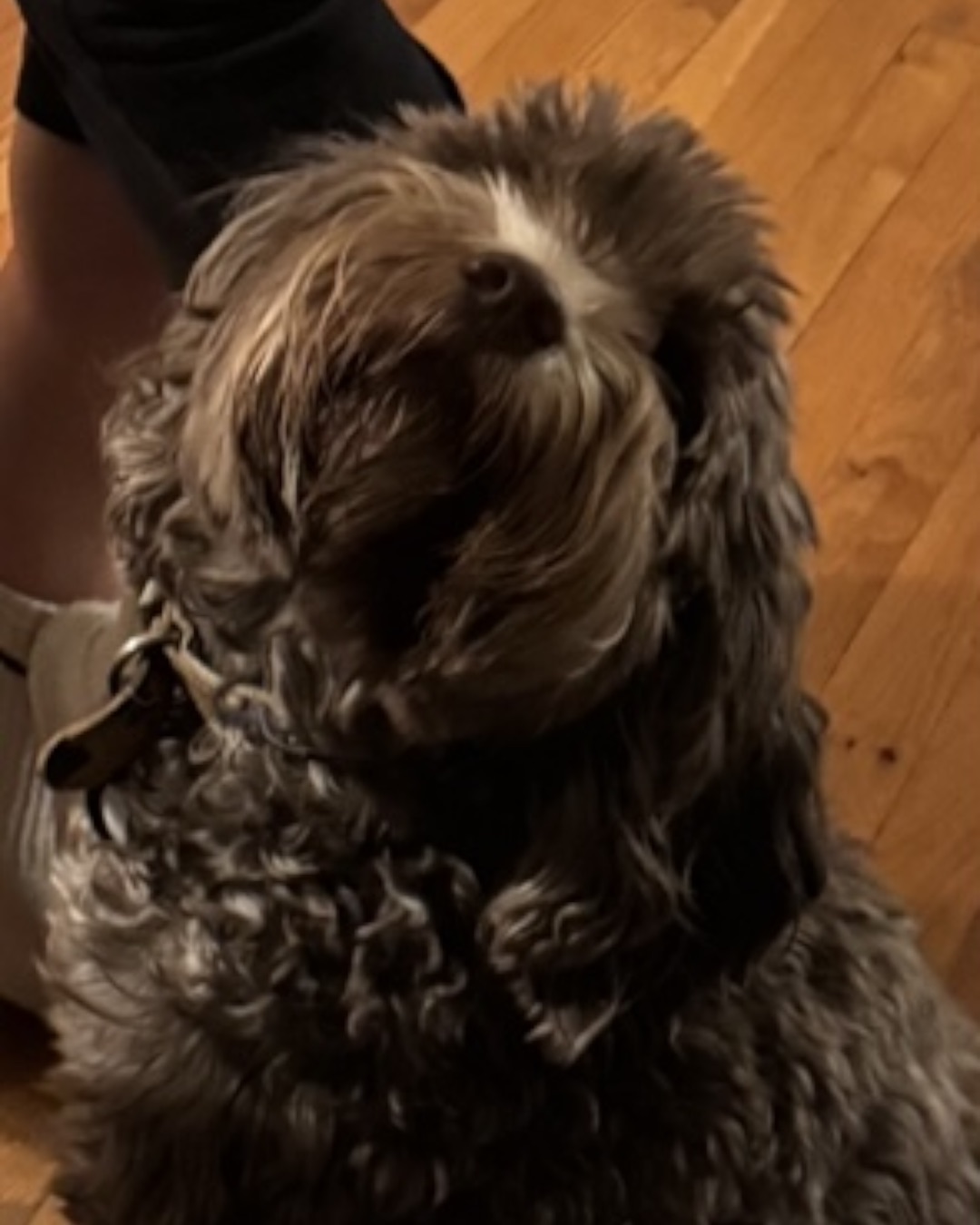 Poppy — Dog, Puppy