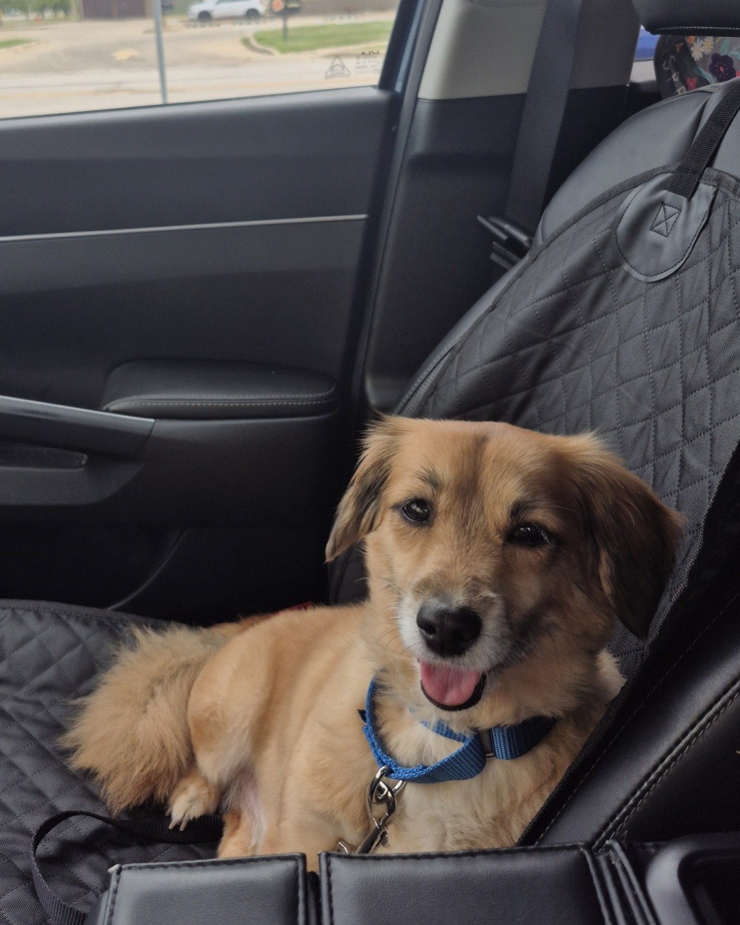 rusty. Dog, Car, Transportation, Vehicle, Cushion, Home Decor