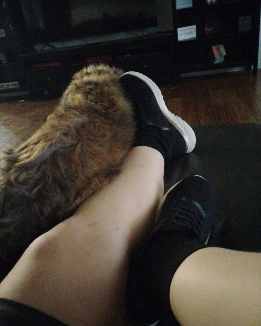Coco the pomeranian shih tzu. Clothing, Footwear, Shoe, Electronics, Screen, Computer Hardware