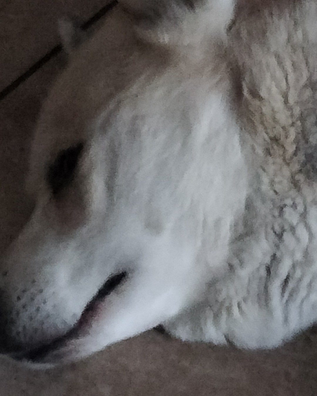 Crush the husky. Dog, Husky, White Dog, Person