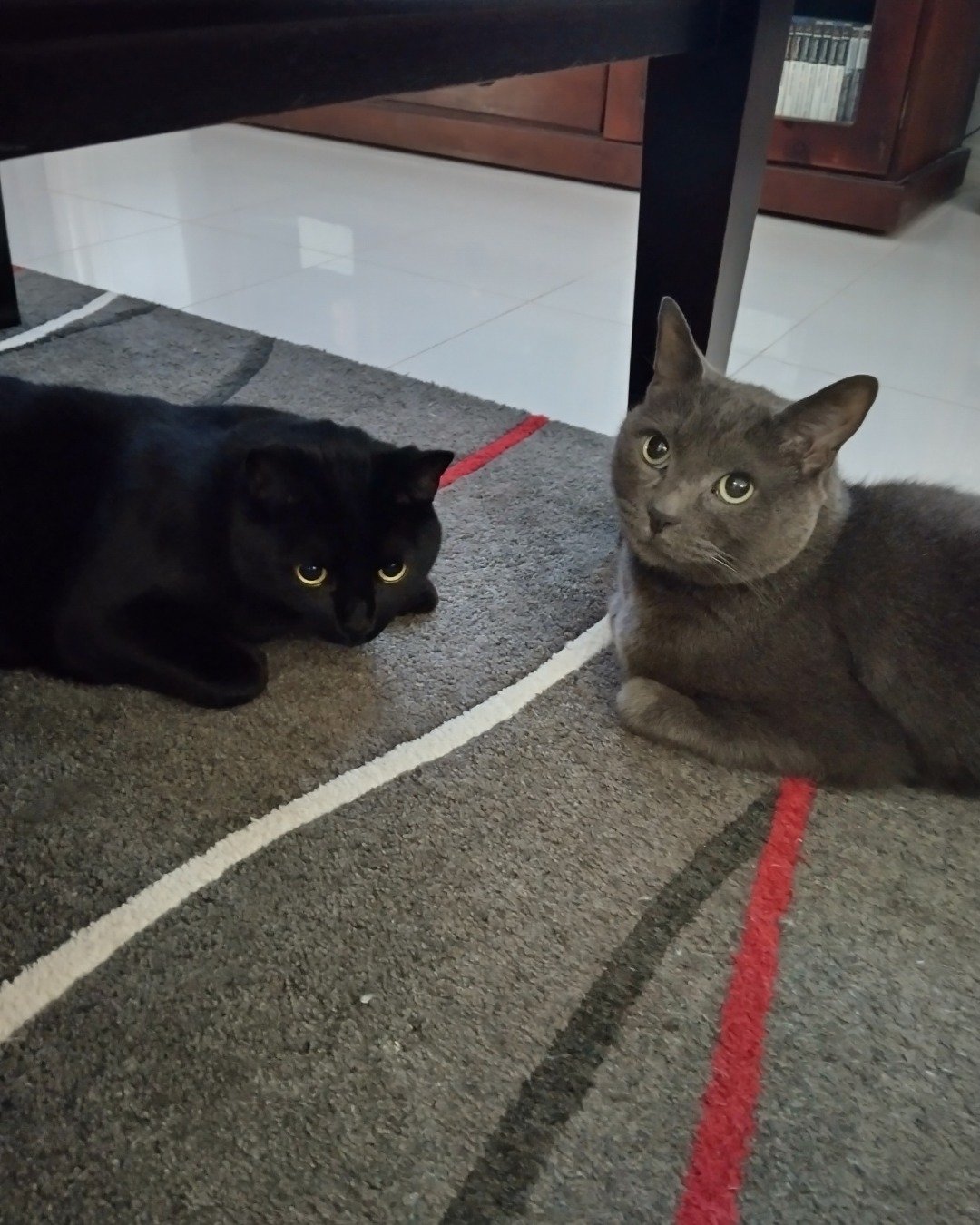 Marshall 🩶 Geoffrey. Floor, Cat, Flooring, Black Cat