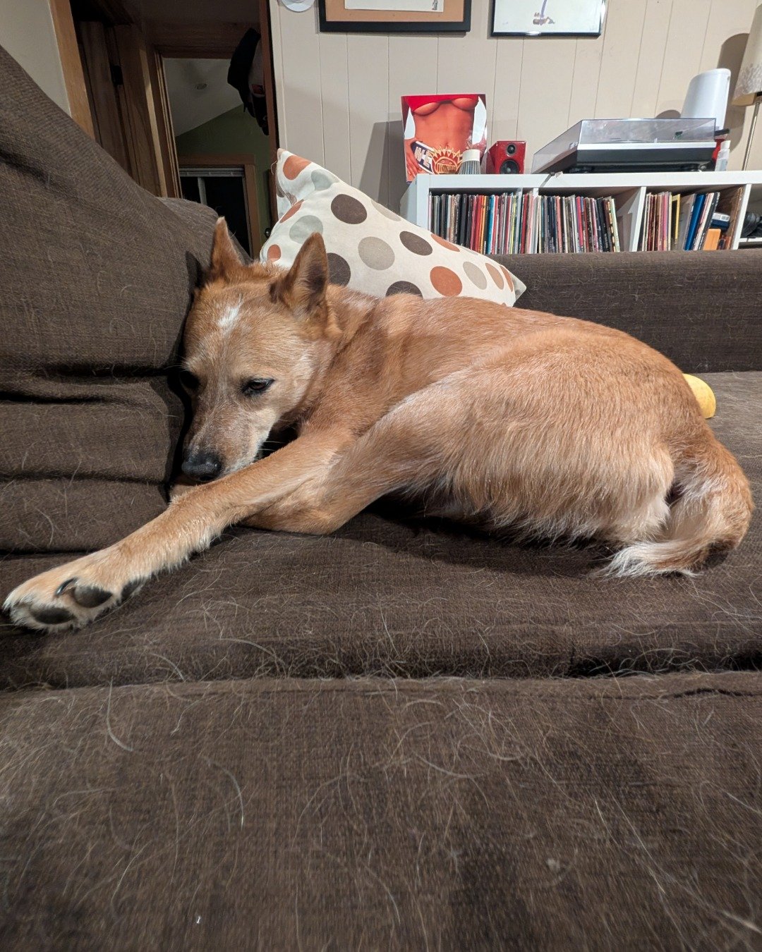 Sage the Australian Cattle Dog. Couch, Furniture, Indoors, Interior Design, Cushion, Home Decor