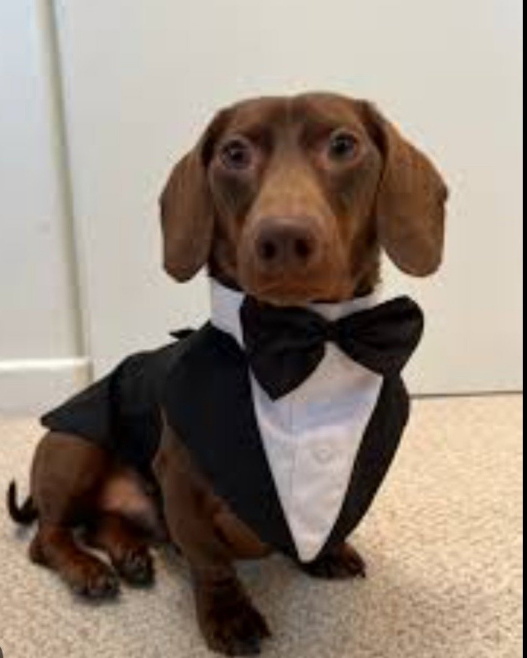 Mr weiner dog the wiener dog. Accessories, Formal Wear, Tie, Dog, Hound, Snout