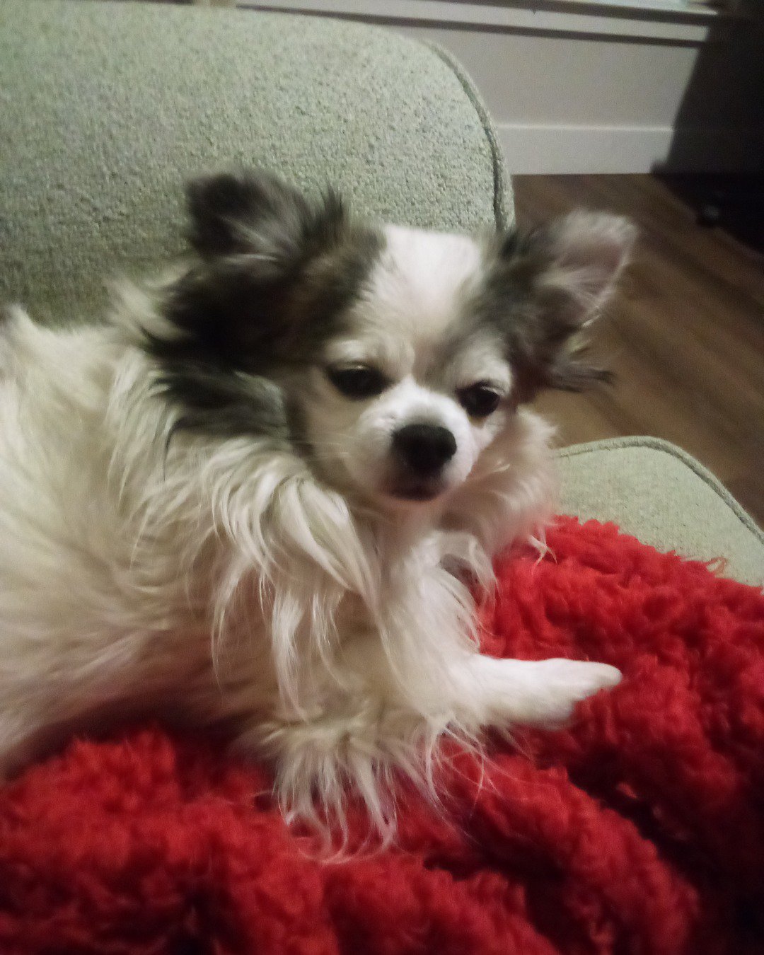 Patches the Long Hair Chihuahua. Dog, Puppy, Cocker Spaniel, Papillon