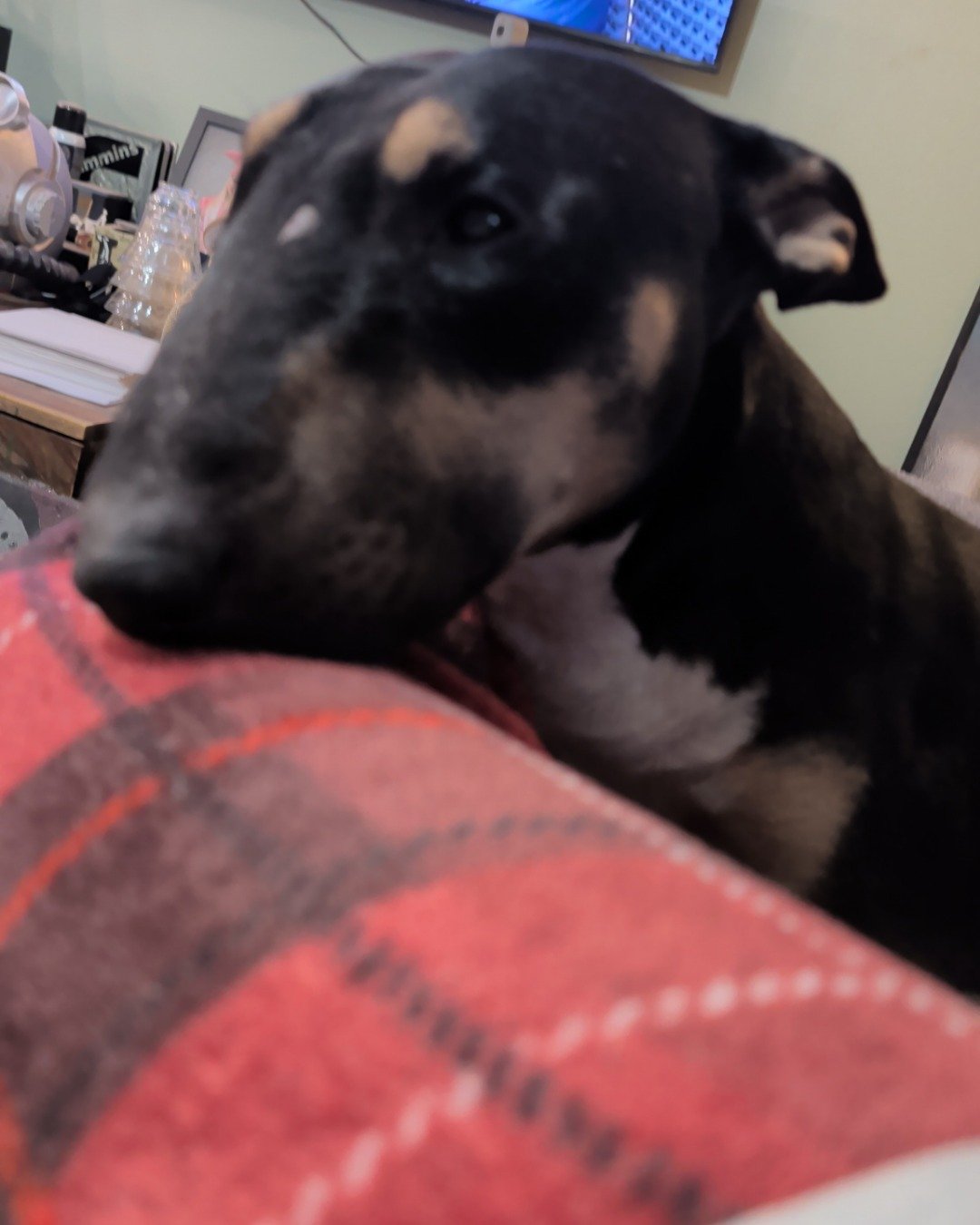Apache the bull terrier. Dog