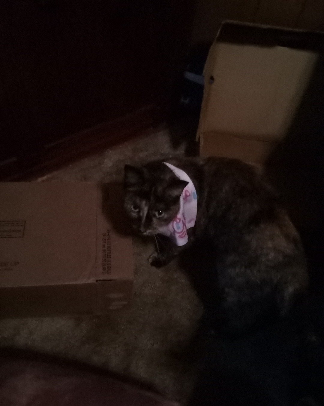 Gizmo. Box, Cat
