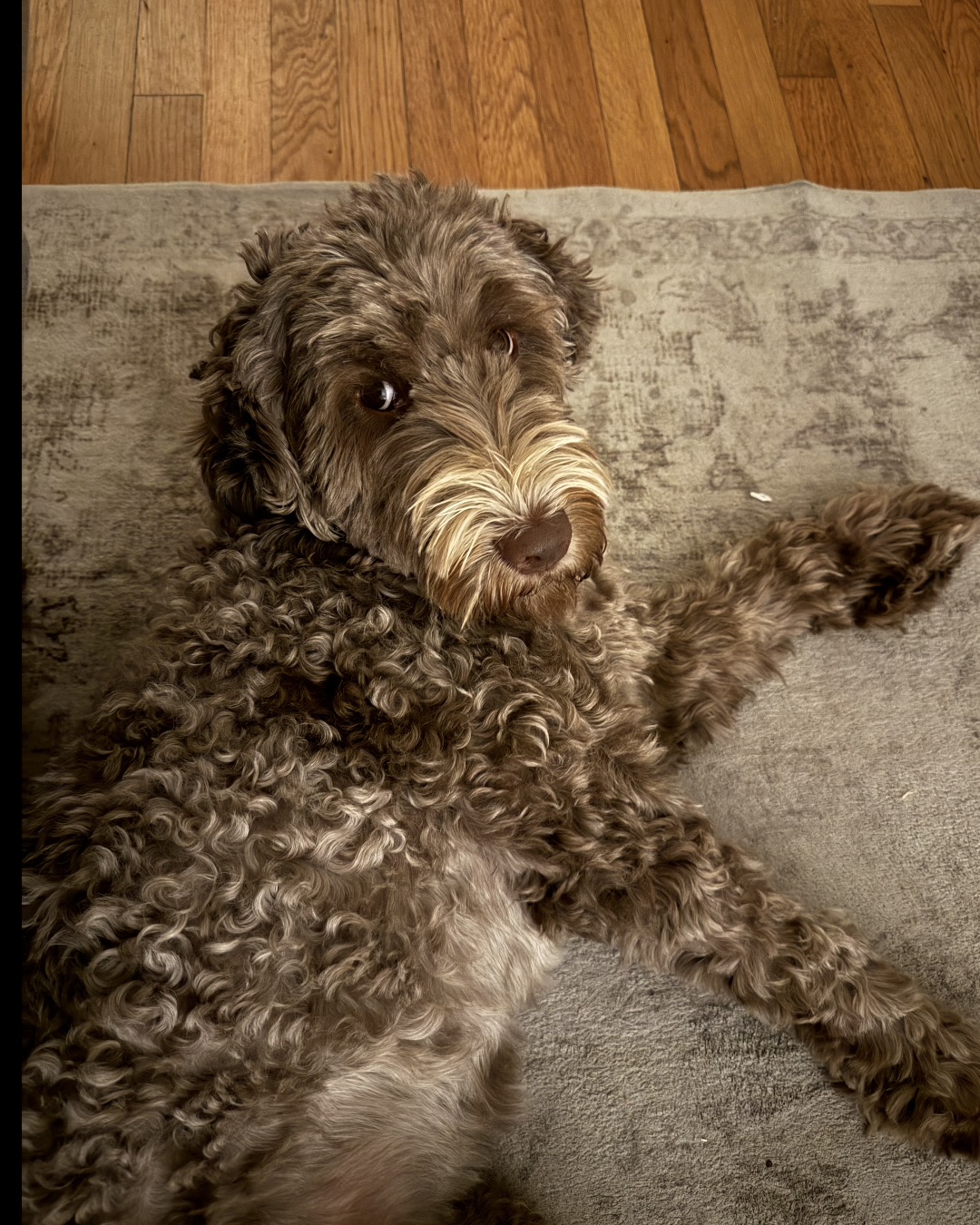 Poppy — Wood, Hardwood, Dog, Puppy, Floor, Flooring