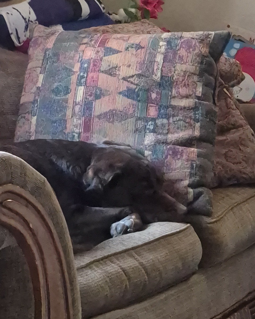 Roscoe the chocolate lab. Cushion, Home Decor, Couch, Furniture, Pillow, Bear
