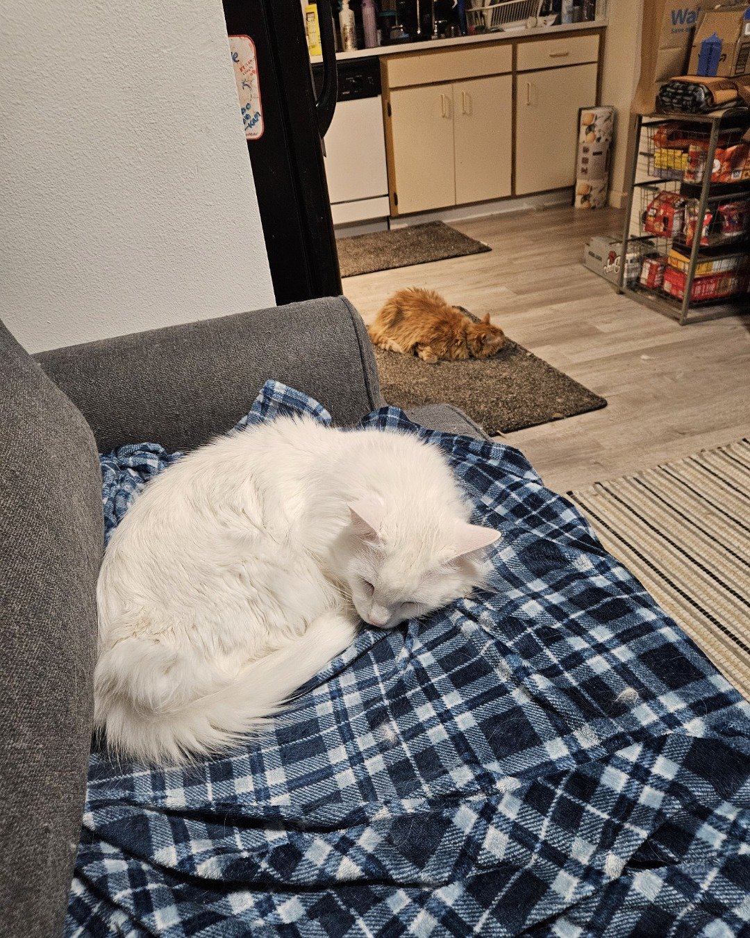 Smudge ( Orange ) And Marshmallow ( White ). Floor, Couch, Furniture, Blanket, Cat