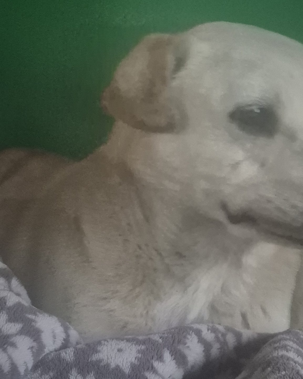 butterscotch the mutt. Dog, Puppy, Labrador Retriever