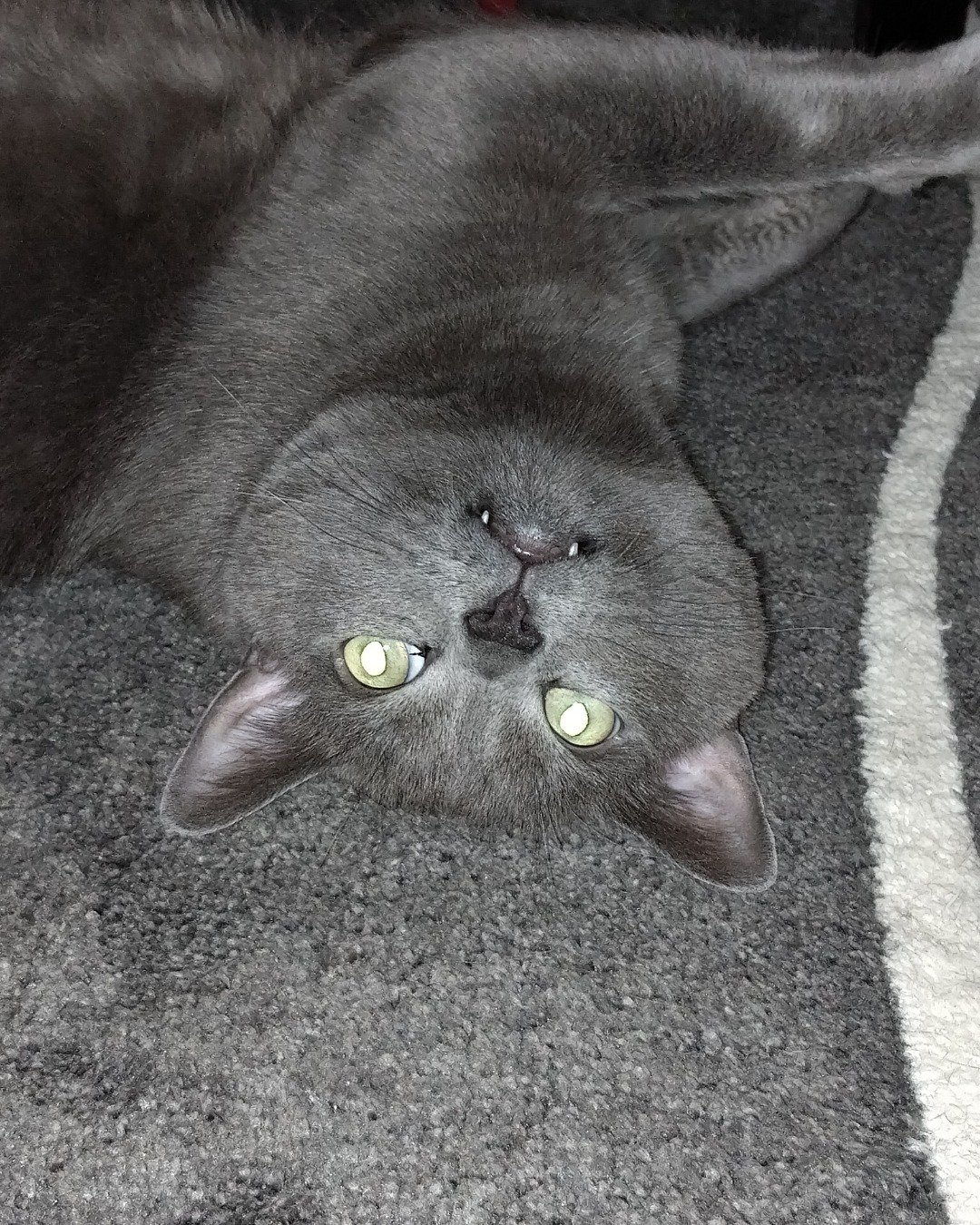 Marshall 🩶 Geoffrey — Cat