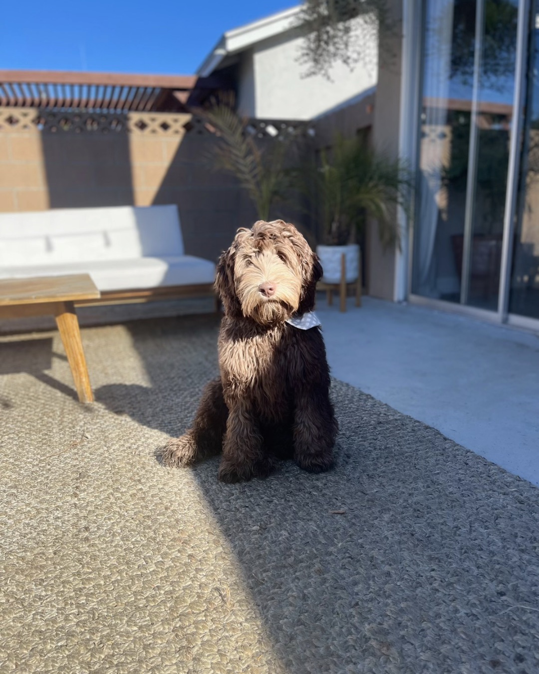 Poppy — Dog, Puppy, Floor, Bench, Furniture