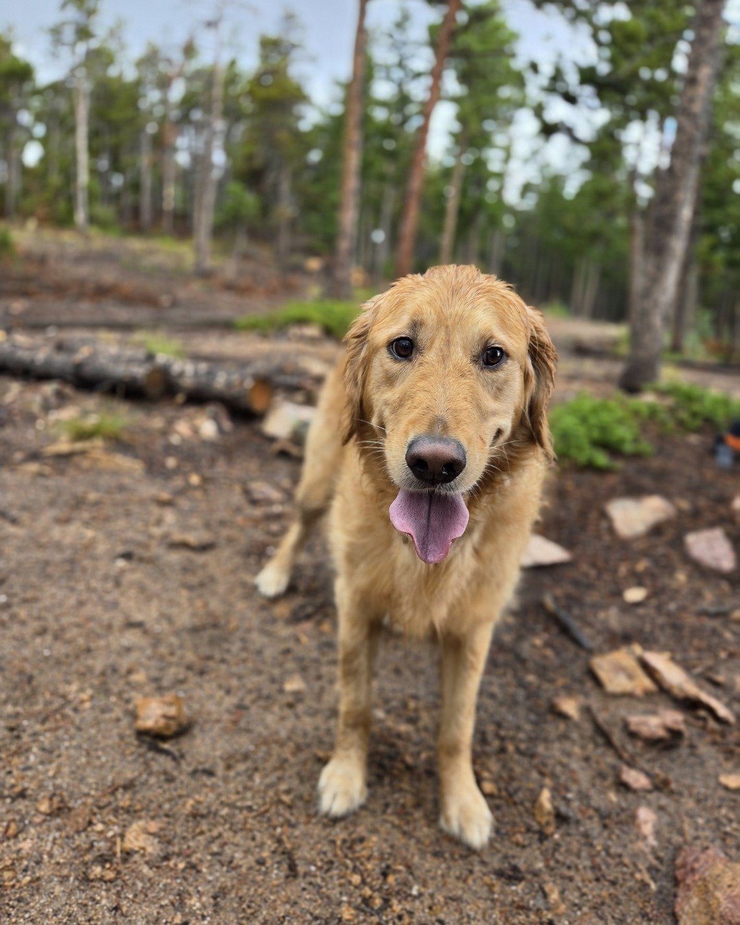 Jeffery. Soil, Dog, Golden Retriever, Plant, Vegetation, Tree