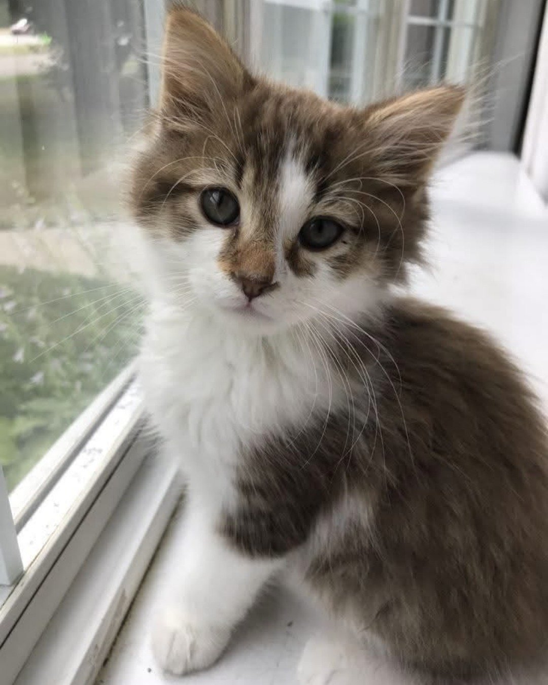 CUTE CATS 💖. Cat, Kitten, Window, Windowsill