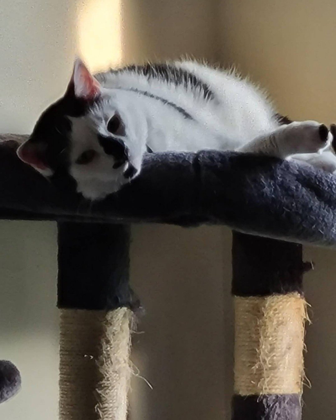 Mr. Simon the moo cow. Cat, Kitten, Person, Sleeping